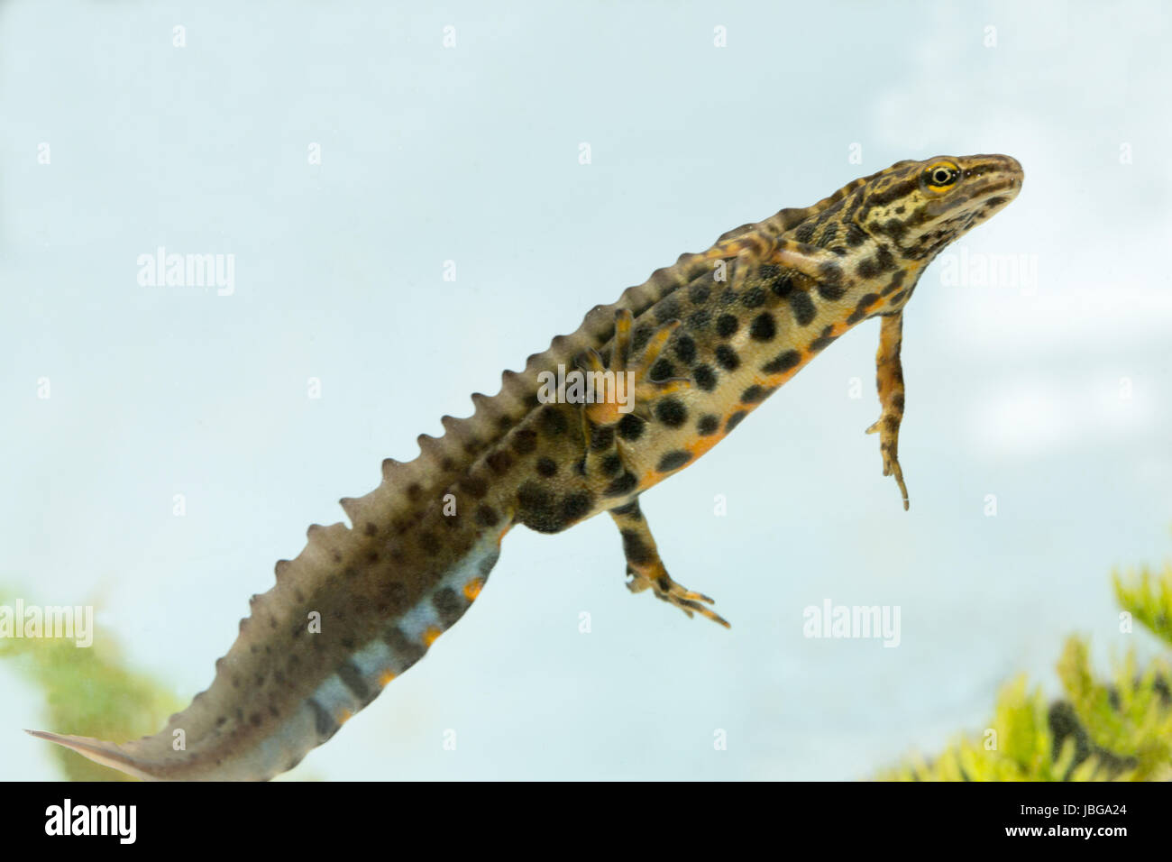 Newt liscia (Lissotriton vulgaris). Maschio adulto. Allevamento, stadio acquatico, annuo del ciclo di vita. Foto Stock