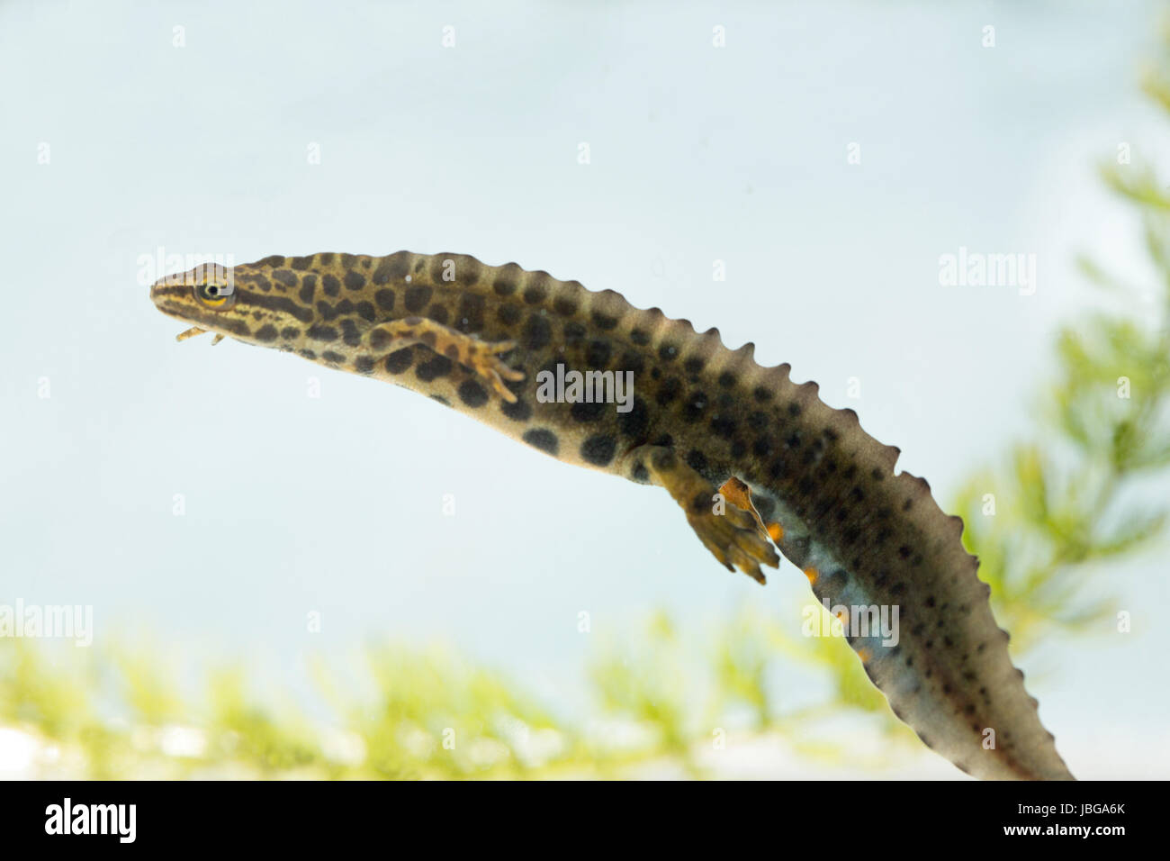 Newt liscia (Lissotriton vulgaris). Maschio adulto. Allevamento, stadio acquatico, annuo del ciclo di vita. Foto Stock