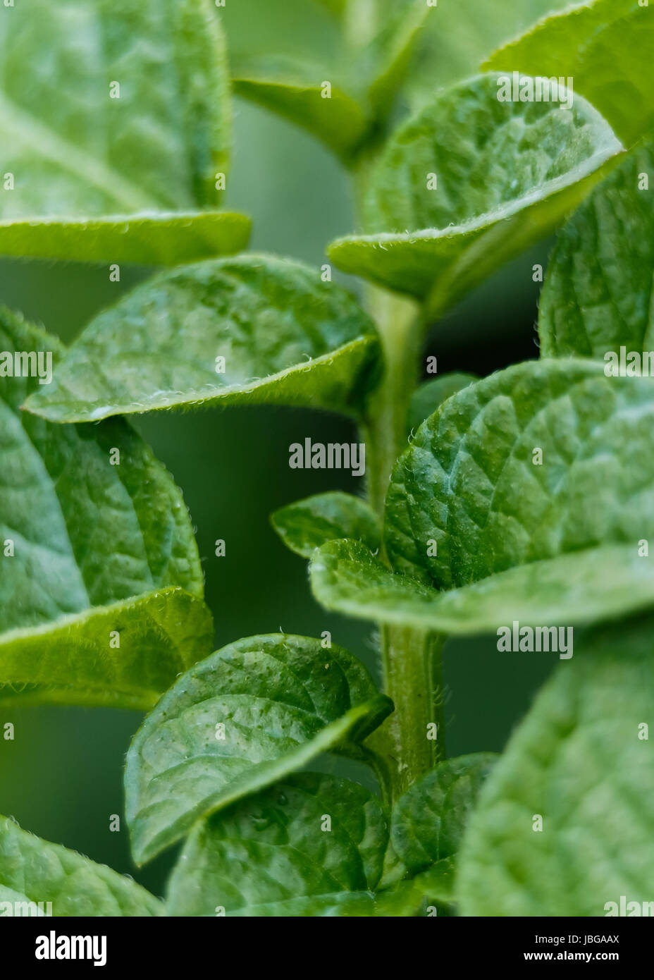 Le piante di patata closeup come sfondo agricolo Foto Stock
