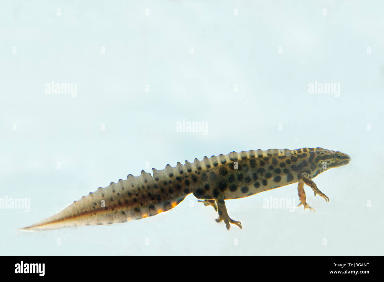 Newt liscia (Lissotriton vulgaris). Maschio adulto. Allevamento, stadio acquatico, annuo del ciclo di vita. Foto Stock