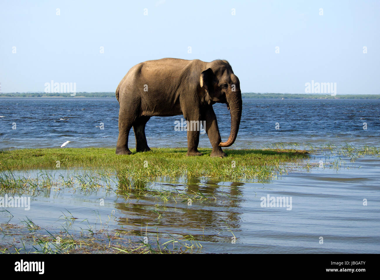 Giovane elefante su un safari in un parco nazionale Foto Stock