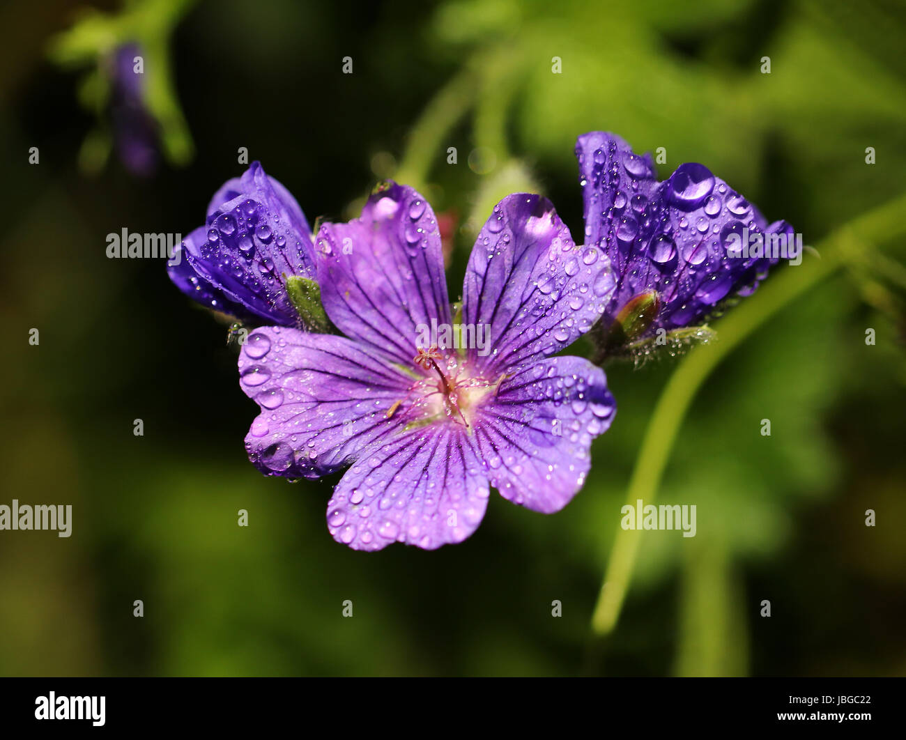 Viola Geranio dopo la pioggia Foto Stock