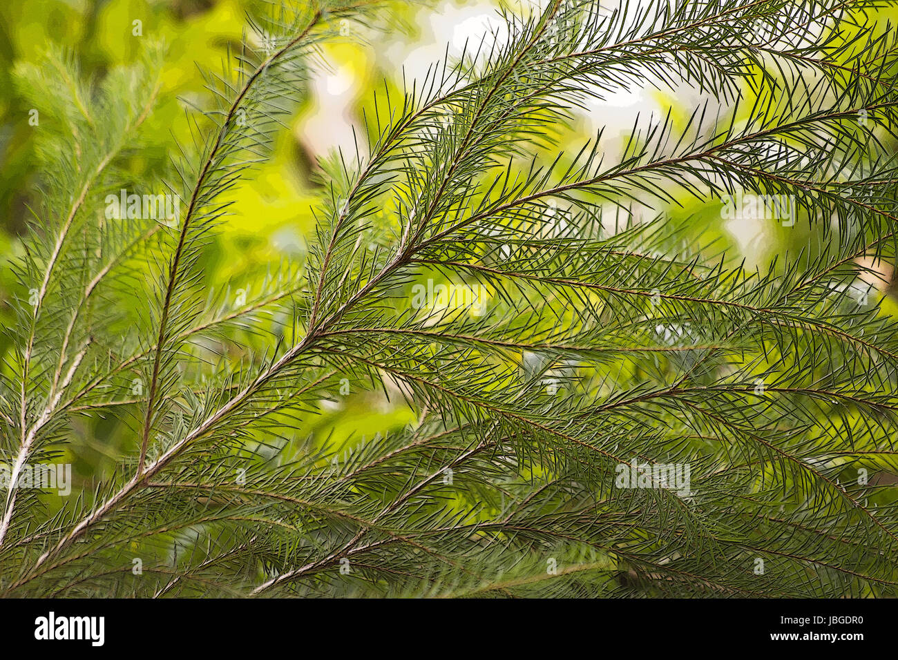 Melaleuca alternifolia tree Foto Stock