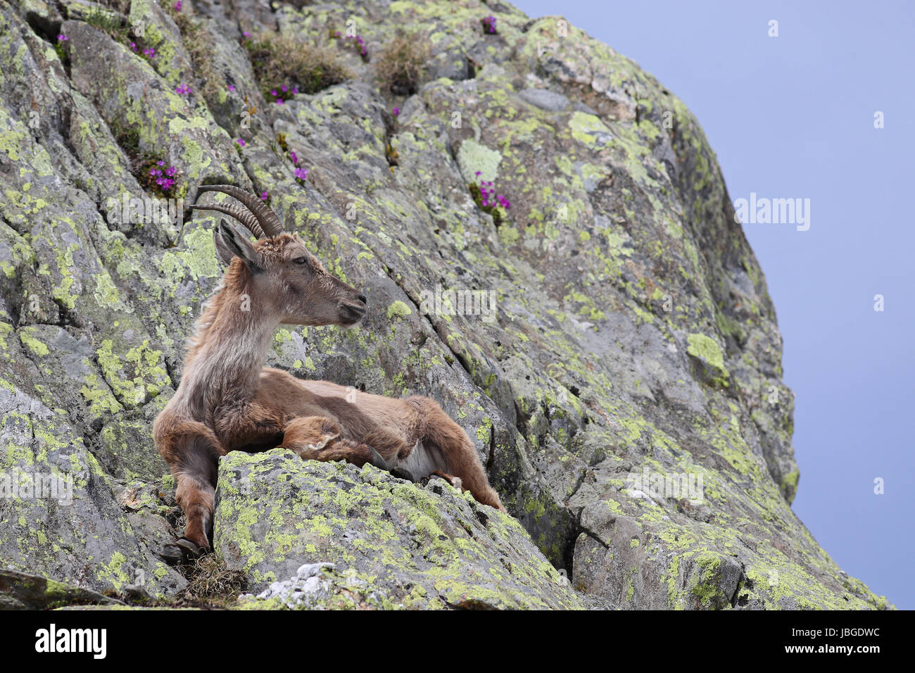 Ibex, Capra Ibex, posa su alte scogliere di montagna con cielo blu e fiori Foto Stock