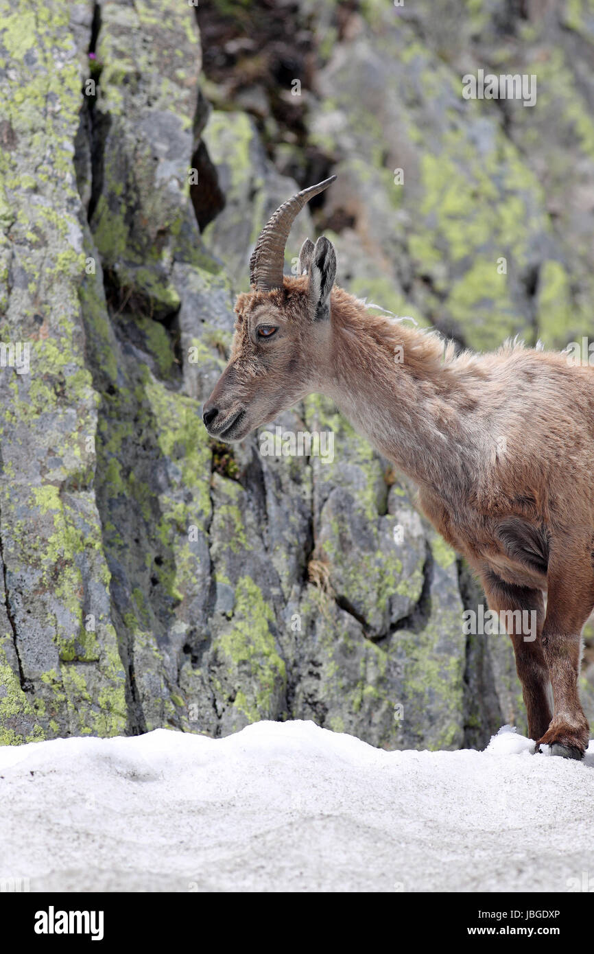 Ibex, Capra Ibex, in piedi nella neve alta contro pareti di montagne coperte di licheni Foto Stock