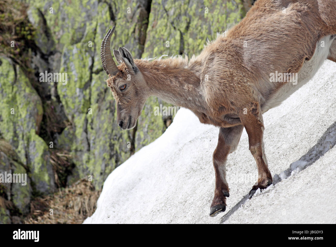 Ibex, Capra Ibex, percorrendo a piedi un ripido pendio nevoso contro pareti di montagne coperte di licheni Foto Stock