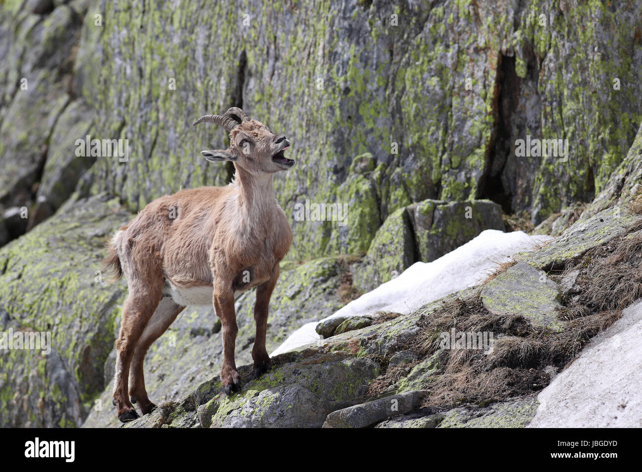 Giovani femmine di stambecco, Capra Ibex, in piedi nella neve alta contro pareti di montagne coperte di licheni chiamando un compagno Foto Stock