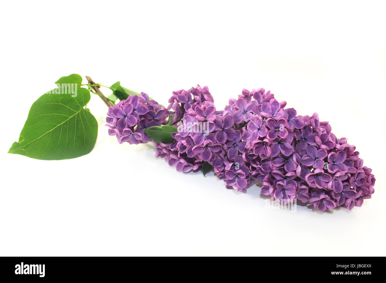 Lila Fliederblüten vor weißem Hintergrund Foto Stock