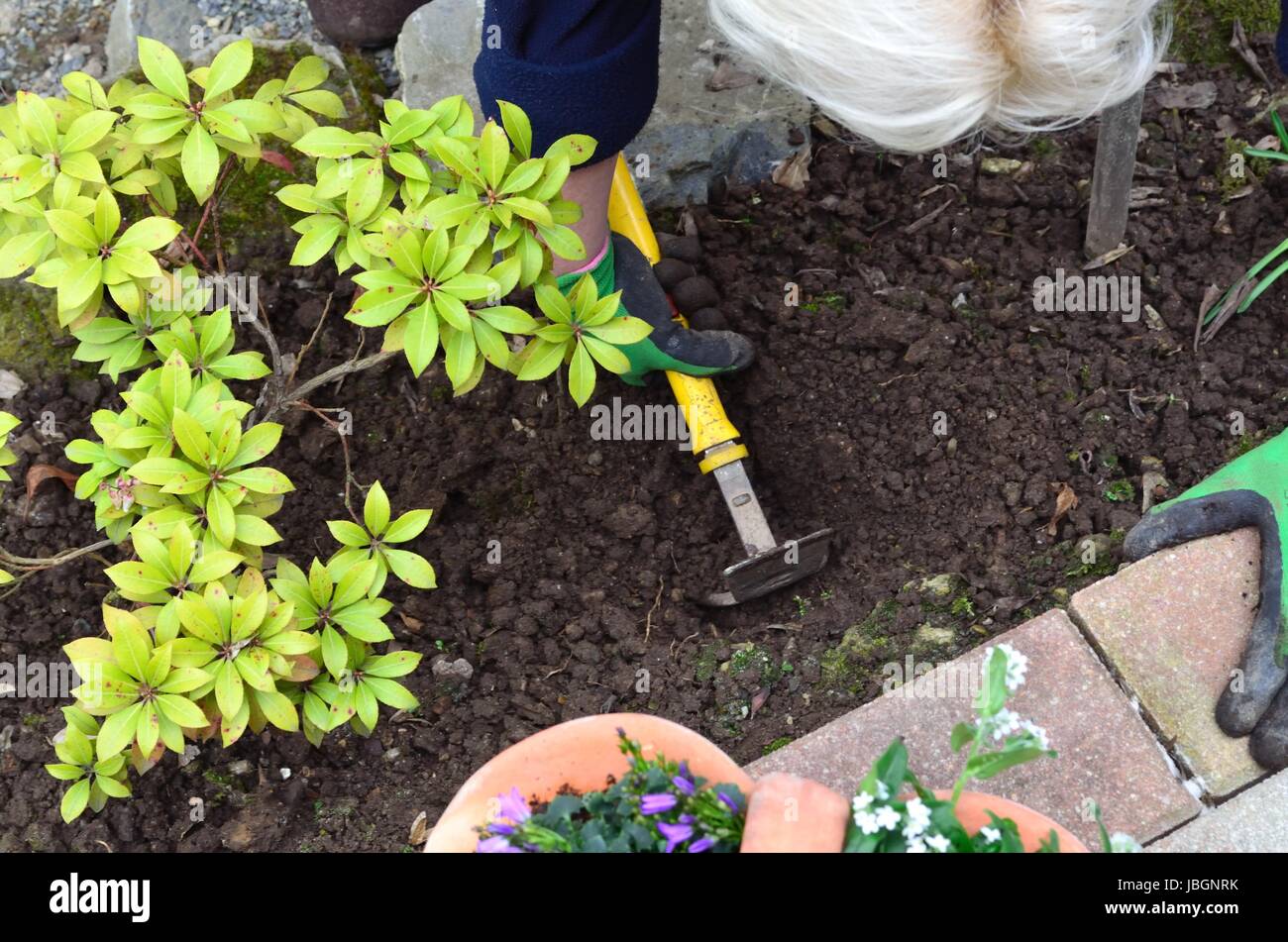 Frau bei der Gartenarbeit Foto Stock