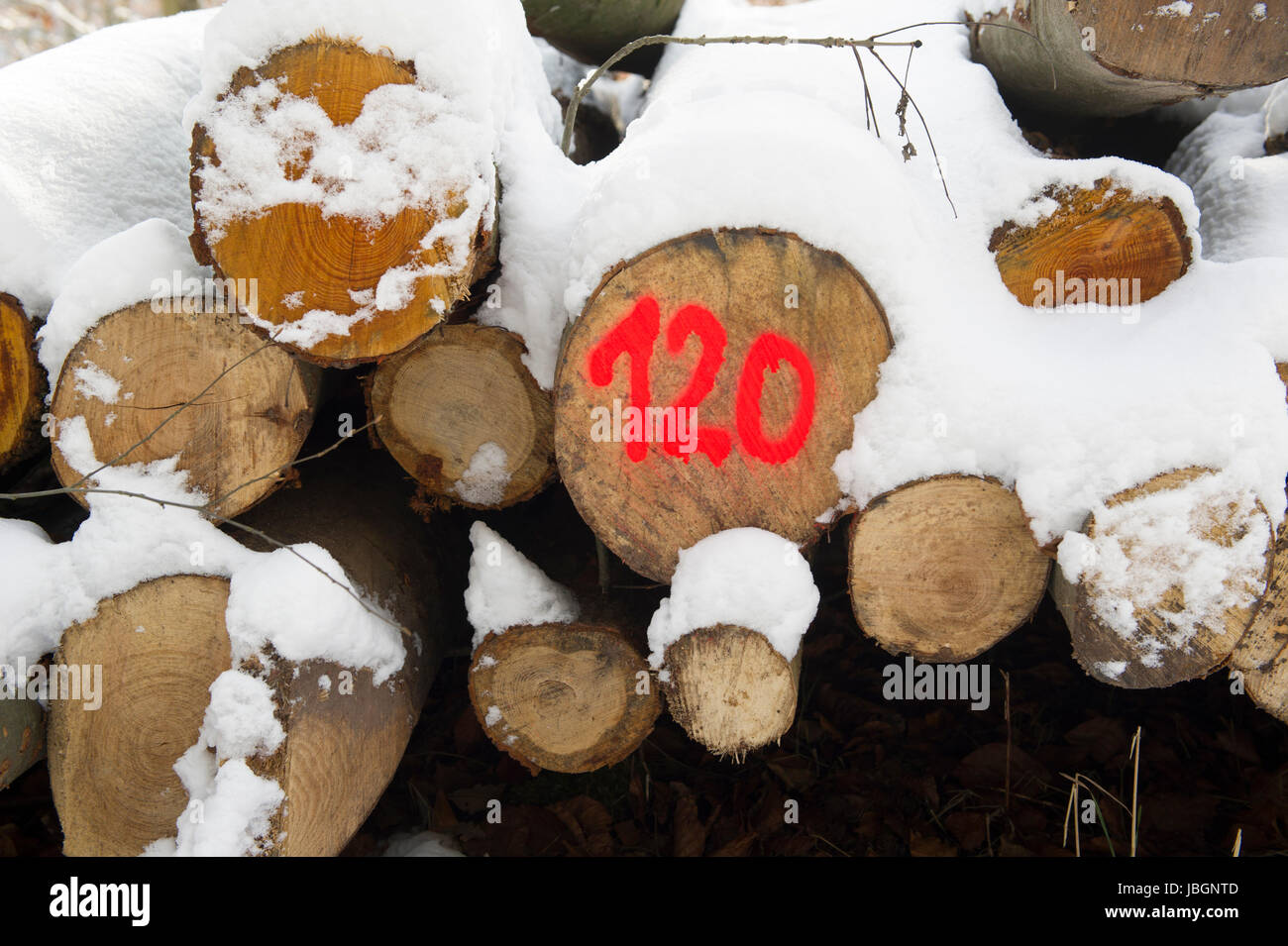 Holzstämme mit Schnee bedeckt Foto Stock