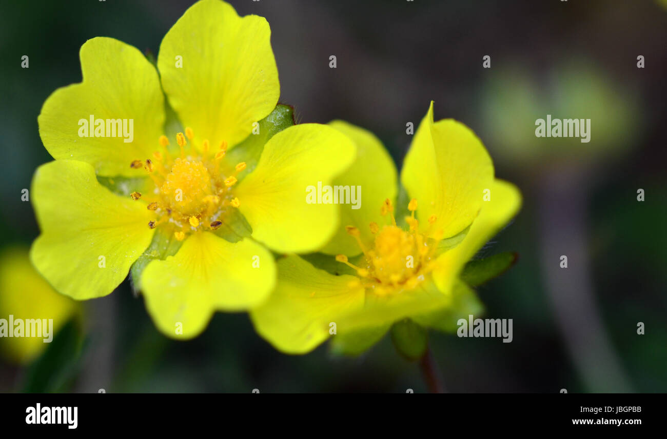 Fiori giovane Foto Stock