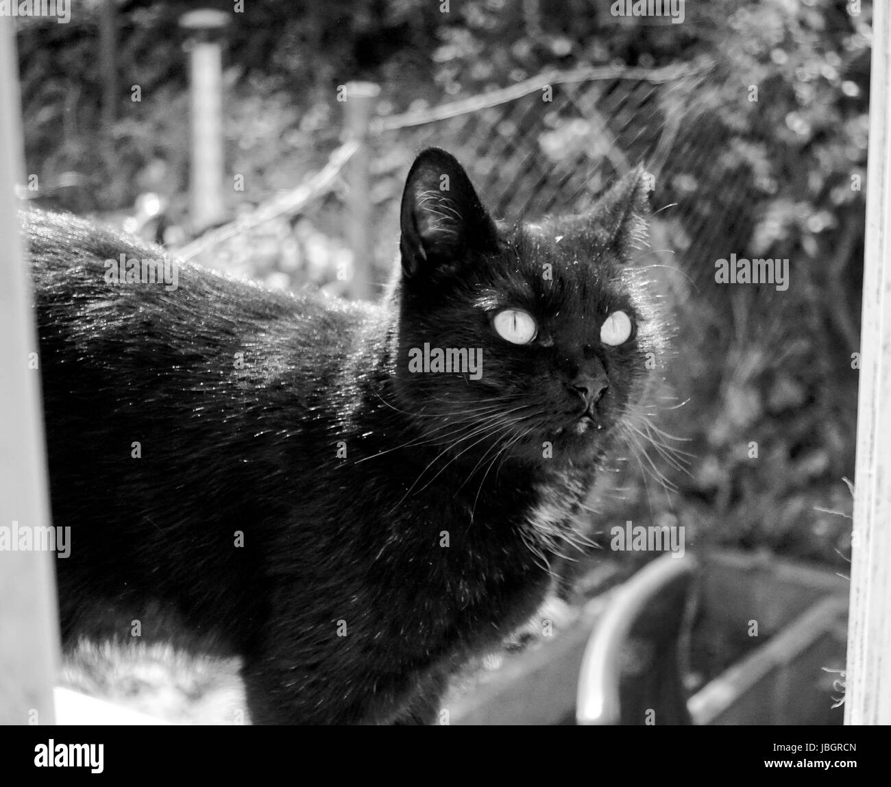 Yujing, gatto domestico Foto Stock