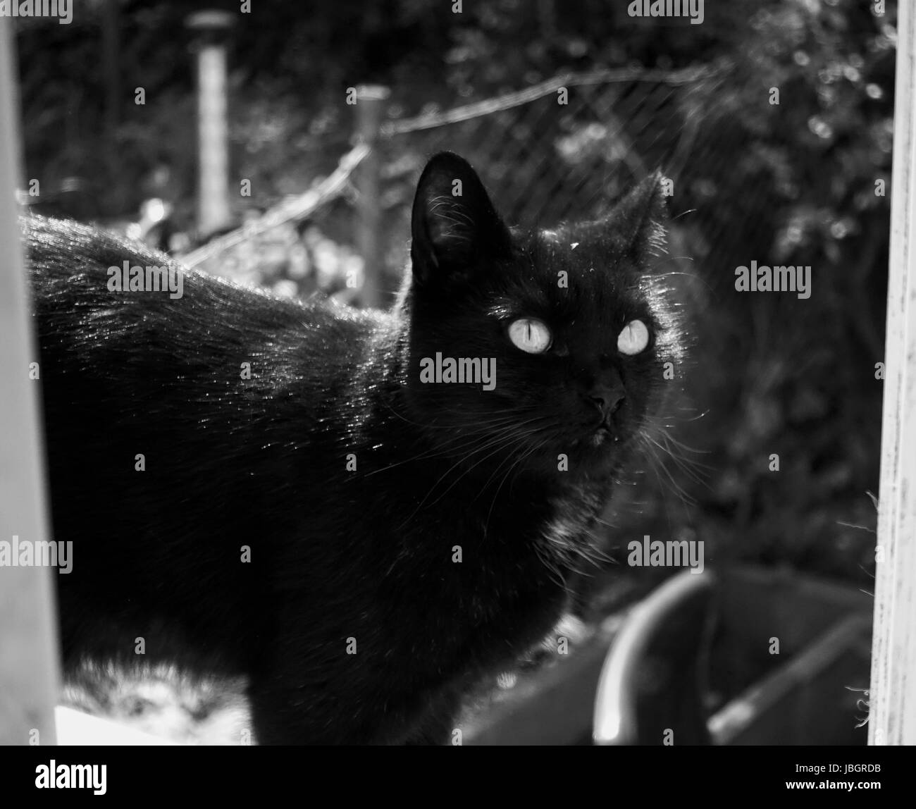 Yujing, gatto domestico Foto Stock