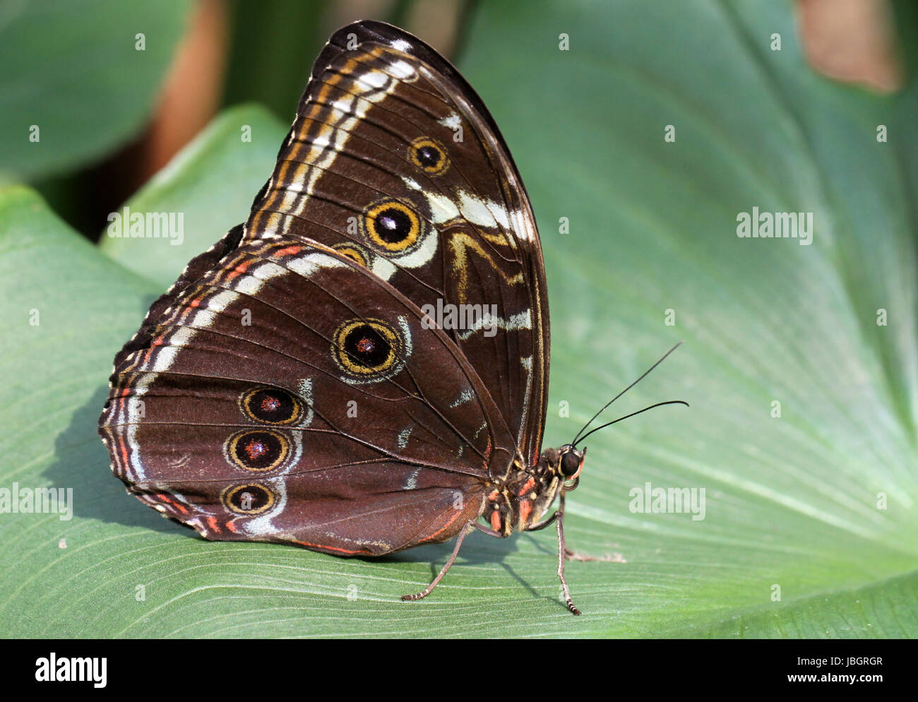 farfalla Foto Stock