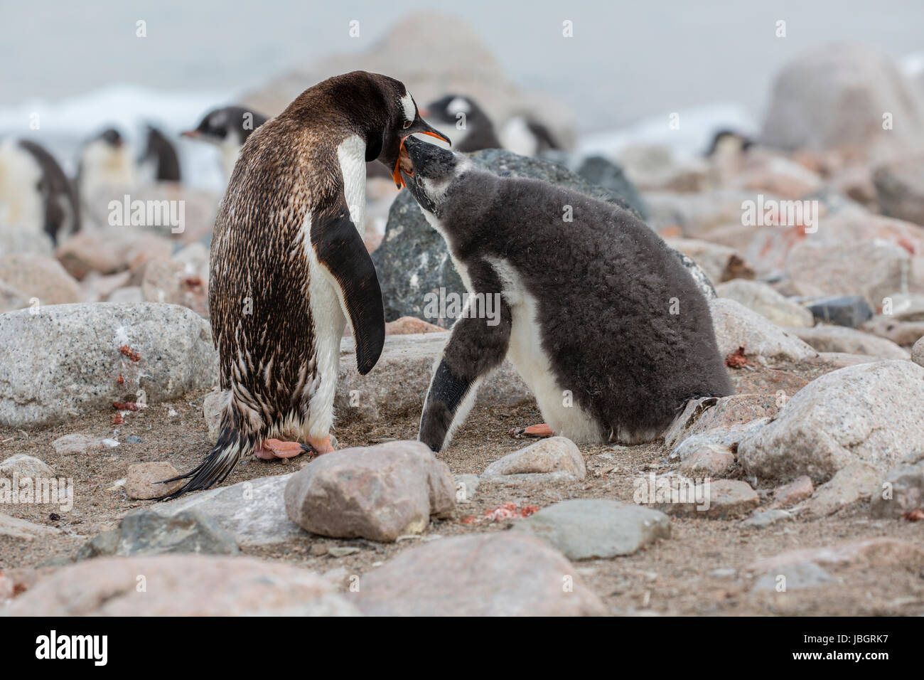 Pinguino Gentoo alimentando il suo pulcino a Dorian Bay, Antartide Foto Stock