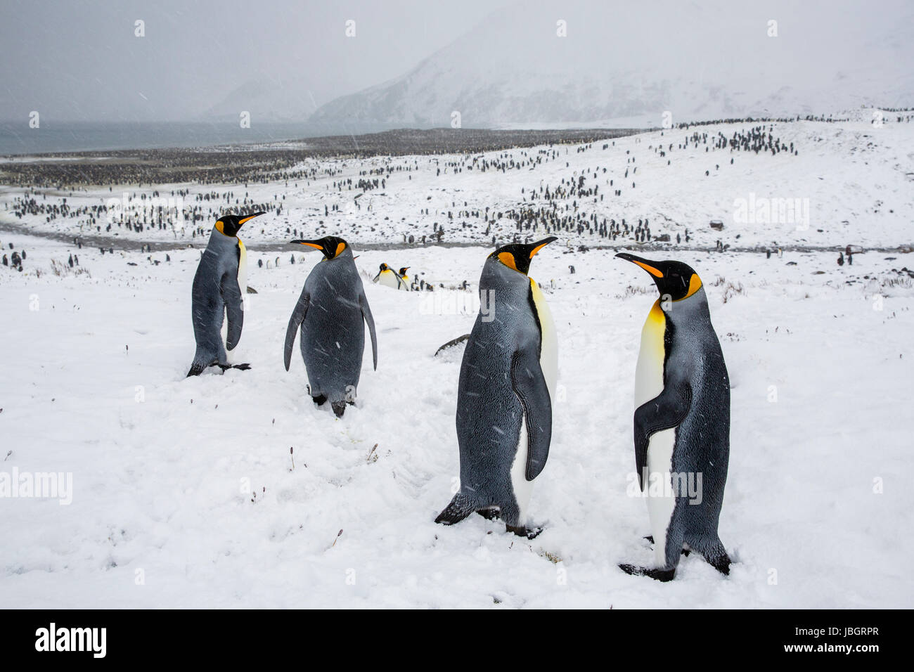 Re pinguini sull Isola Georgia del Sud Foto Stock