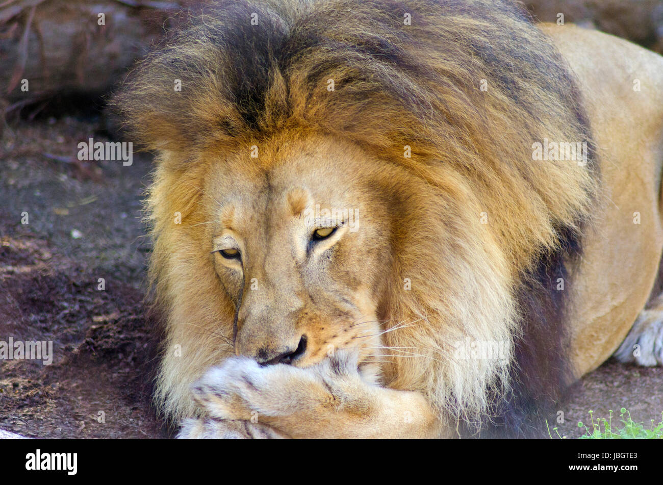 Un giovane maschio adulto lion giacente sul suo ventre la pulizia la sua zampata da leccare con la lingua. Il maschio panthera Leo ha un lungo giallo e nero mane ed è chiamato il re della giungla. Foto Stock