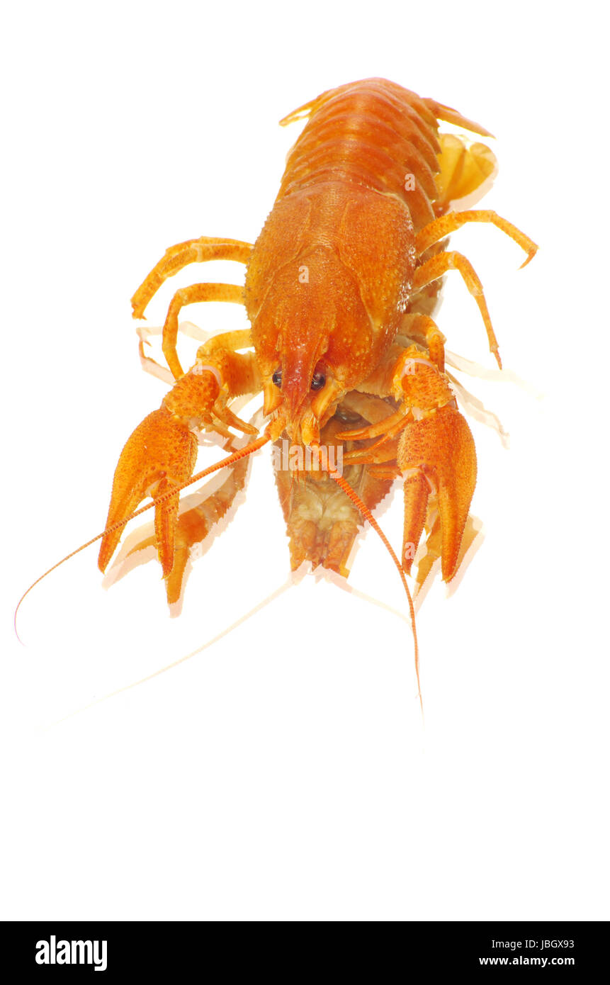 Hot bollito di gamberi di fiume su sfondo bianco Foto Stock