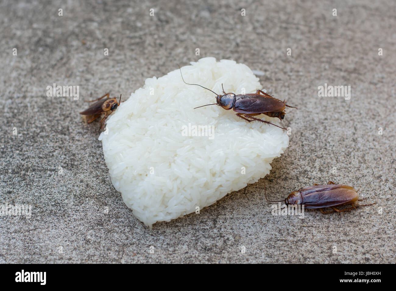 Close up scarafaggio mangiando riso su un tavolo di legno. Foto Stock