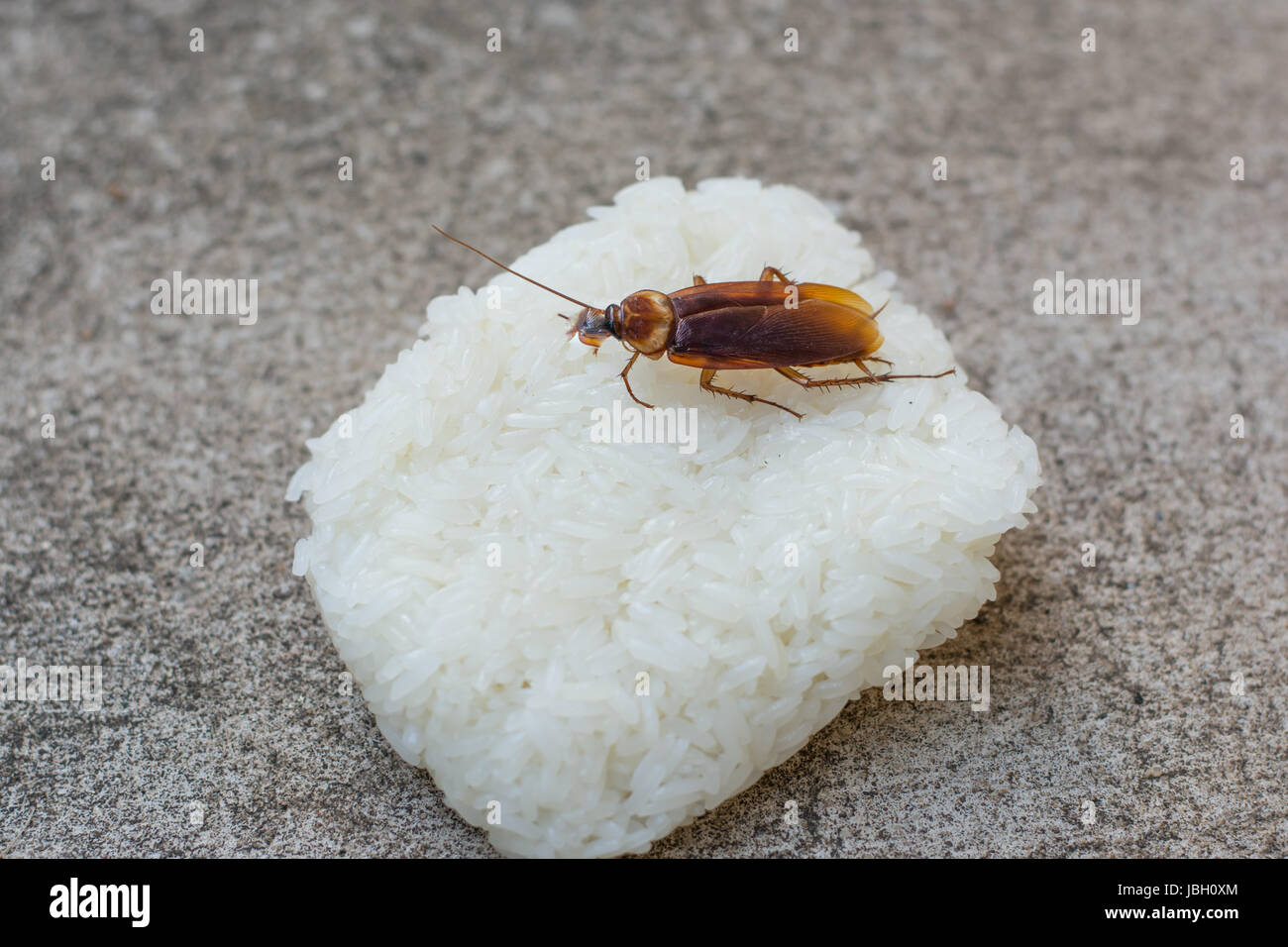 Close up scarafaggio mangiando riso su un tavolo di legno. Foto Stock