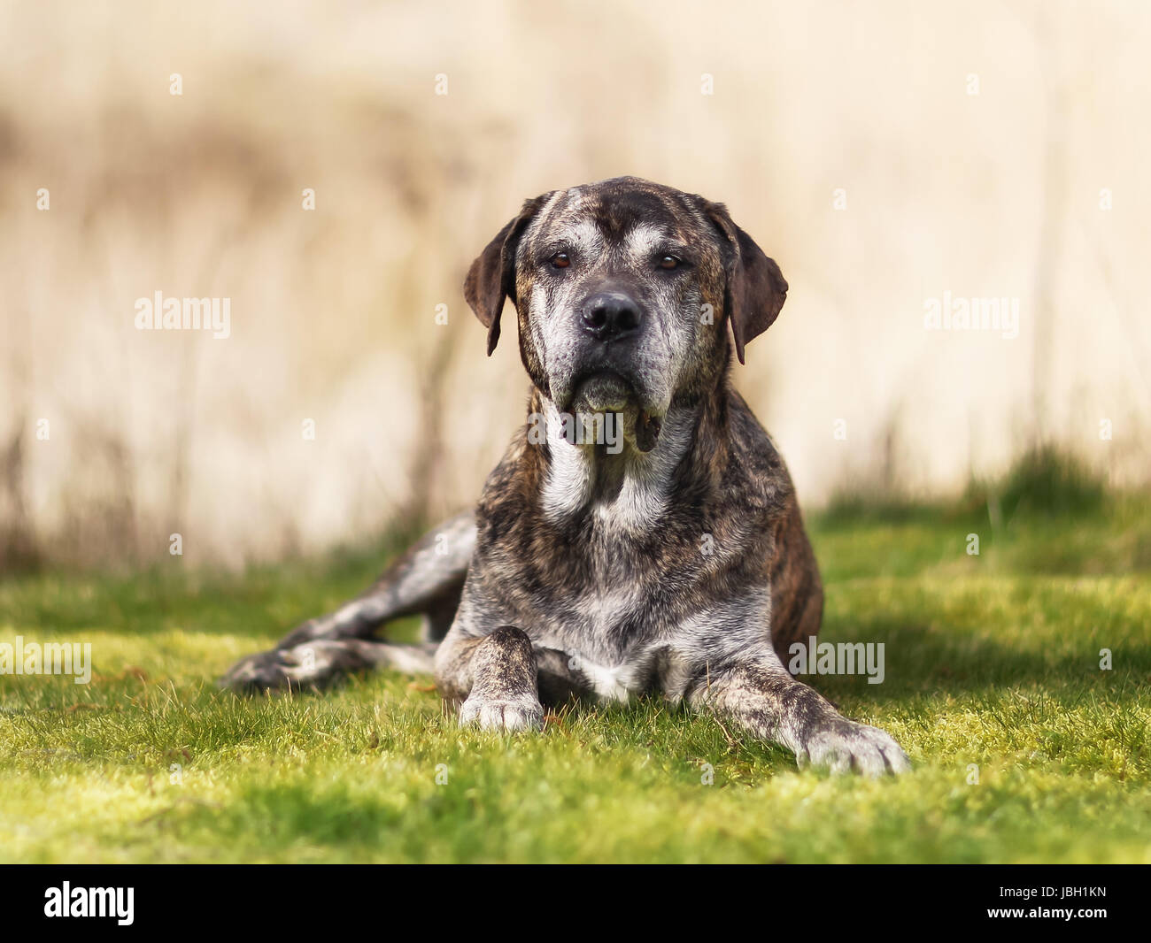 Mixed-allevati cane, un mix di Cane Corso e italiano Mastiff. Foto Stock