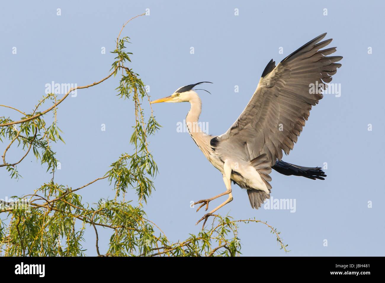 Ala di uccelli Foto Stock