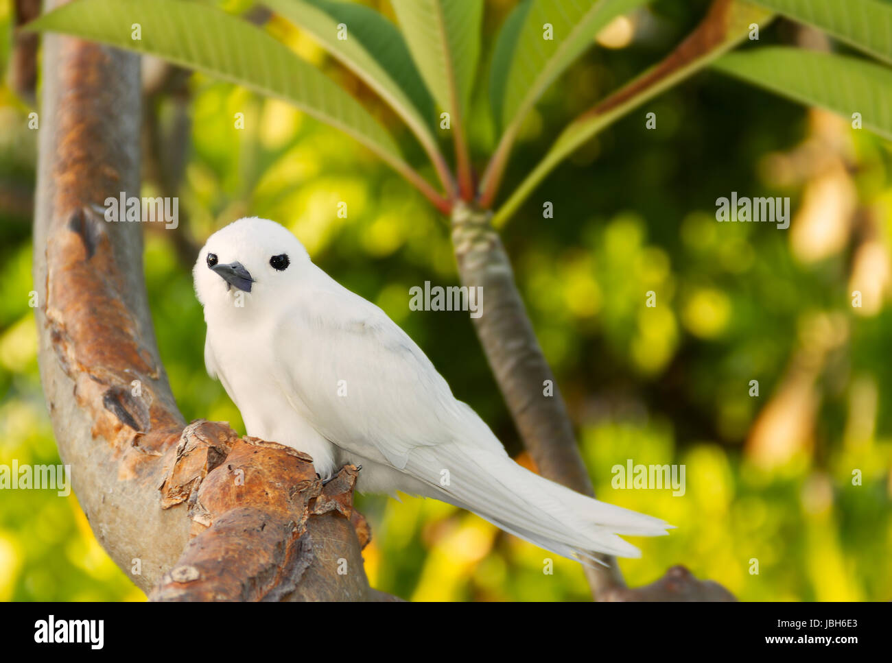 Il Fairy Tern Bird (o Holy Ghost bird - specie Sterna nereis), prompt d uccello in Seychelles Foto Stock