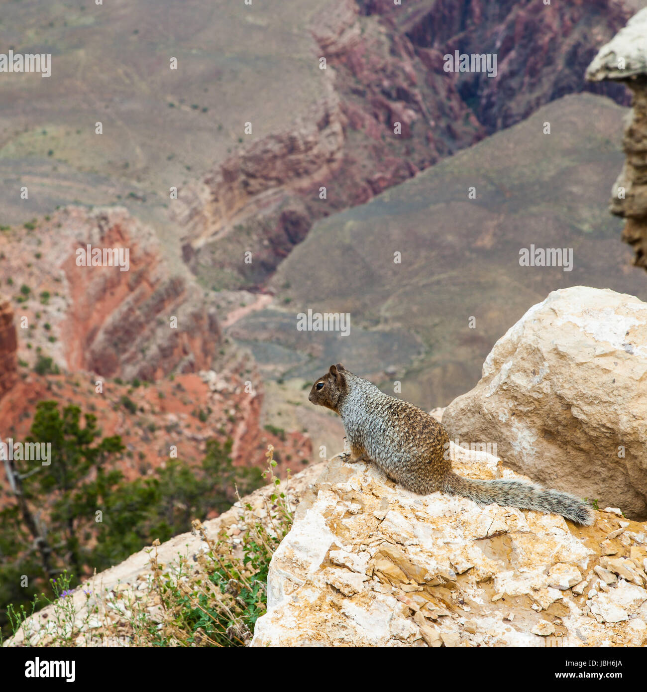 Insolito Grand Canyon vista con una terra di scoiattolo in primo piano Foto Stock