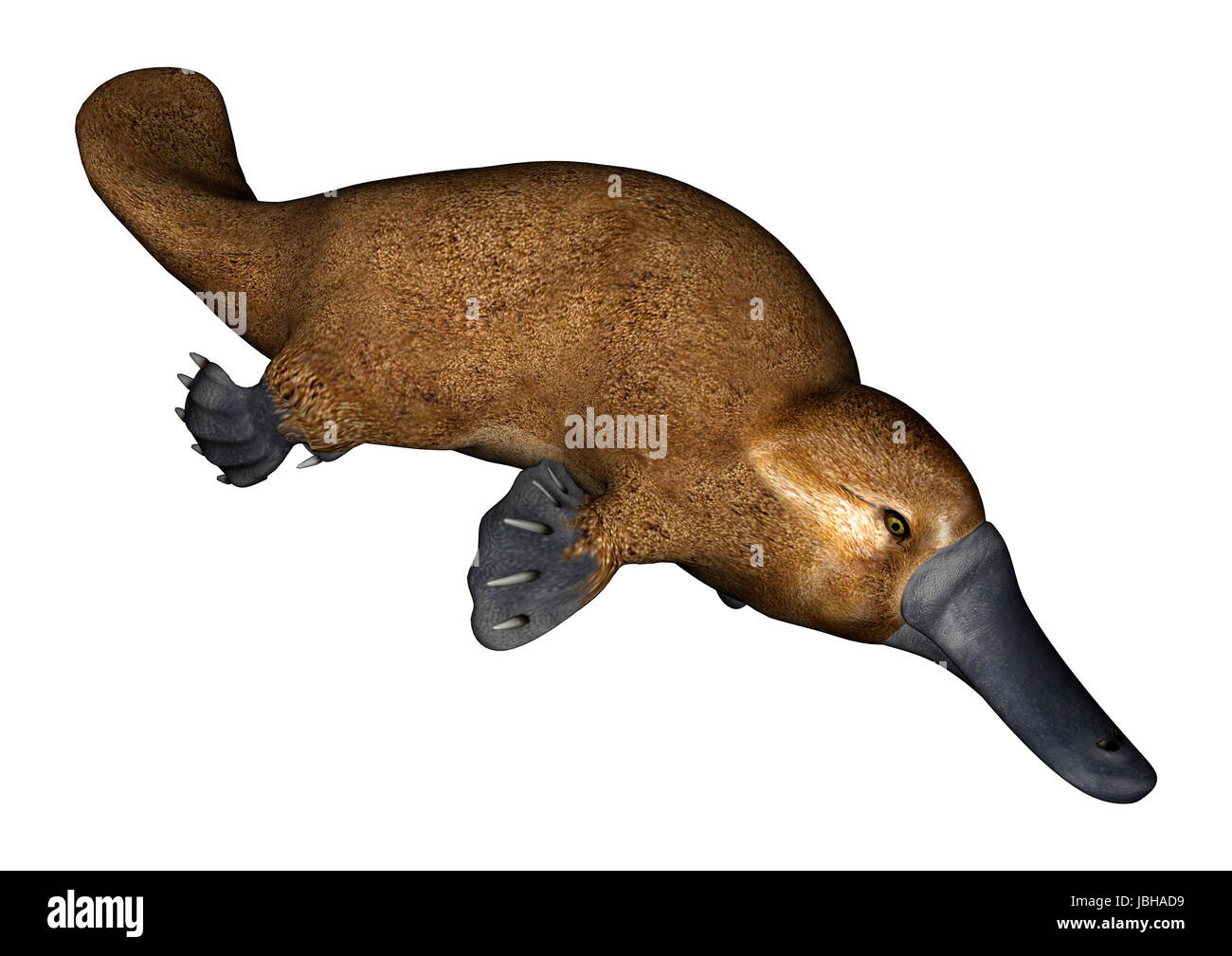 3D render digitale di un semi-acquatico mammifero nativo di Australia orientale platypus isolati su sfondo bianco Foto Stock