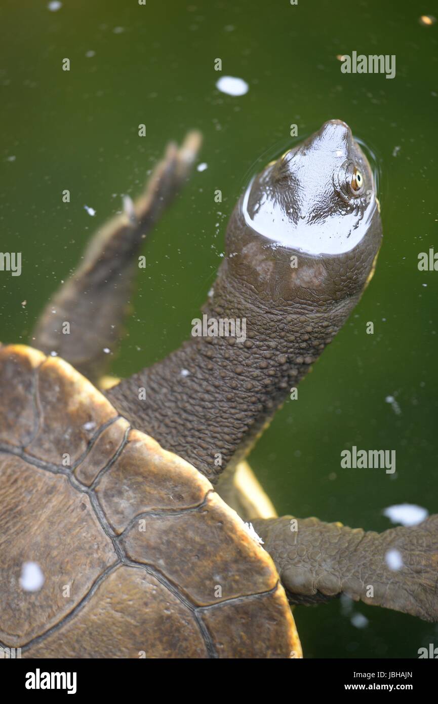 Un'immagine ravvicinata di un australiano Murray River Turtle o collo corto tartaruga Foto Stock