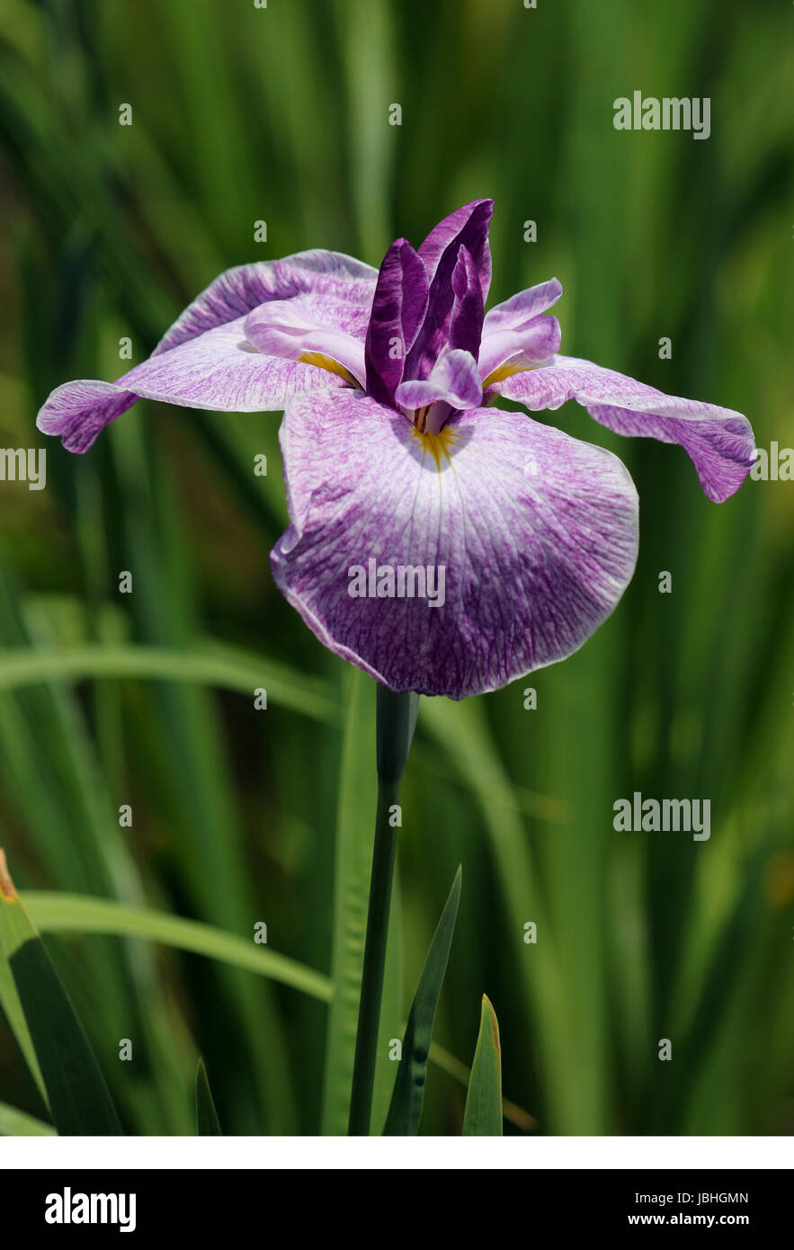 Tokyo, Giappone. Decimo Giugno, 2017. Un fiore di iris è in fiore a Horikiri Shobuen (Horikiri Iris giardino) a Tokyo il Sabato, 10 giugno 2017. Il giardino di iris . Visitatori goduto alcuni 6.000 iridi, 200 cultivar come il giardino è dotato di un diaframma ad iride festival come sceery poetico del Giappone di inizio estate. Credito: Yoshio Tsunoda/AFLO/Alamy Live News Foto Stock