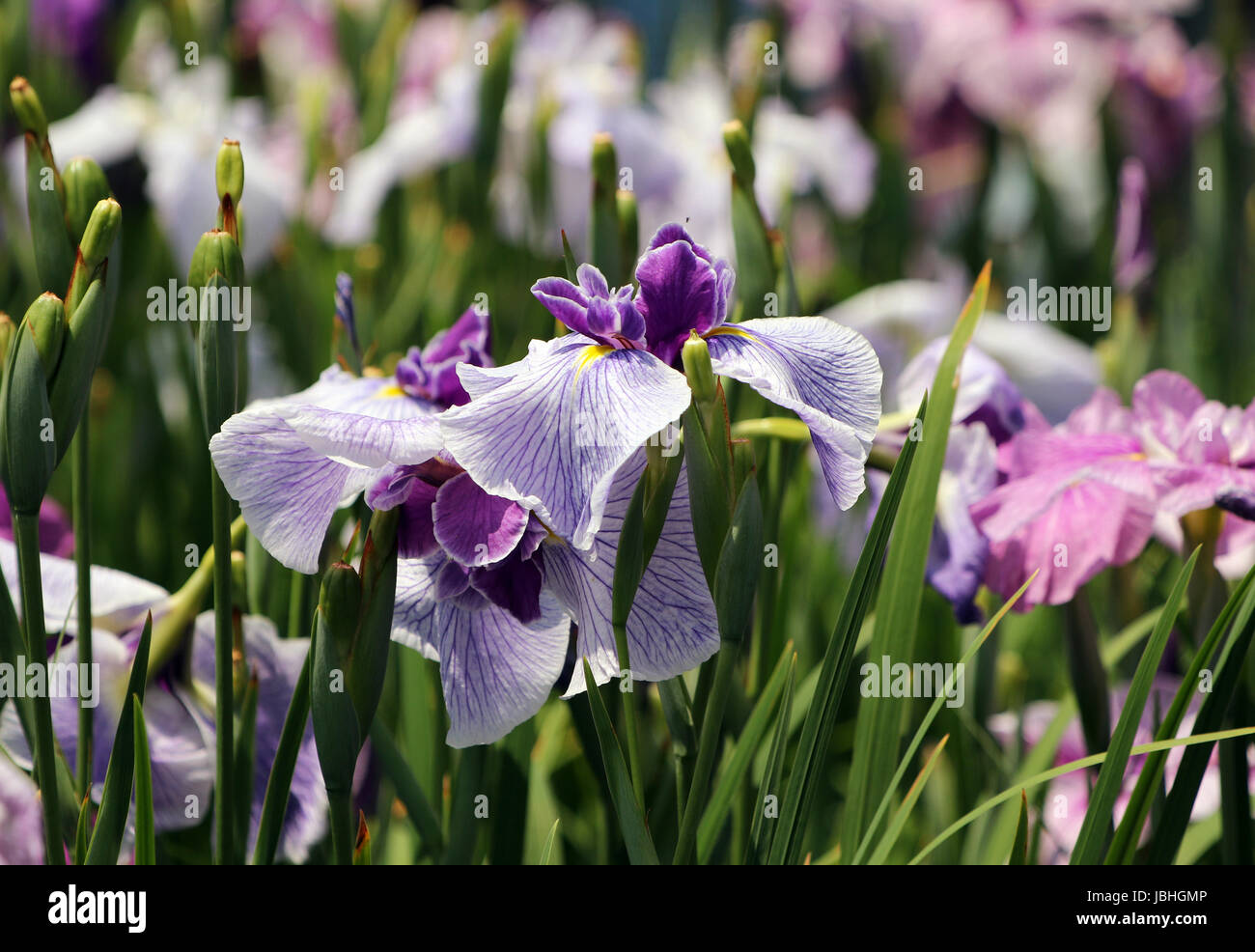 Tokyo, Giappone. Decimo Giugno, 2017. Iridi colorate sono in piena fioritura a Horikiri Shobuen (Horikiri Iris giardino) a Tokyo il Sabato, 10 giugno 2017. Il giardino di iris . Visitatori goduto alcuni 6.000 iridi, 200 cultivar come il giardino è dotato di un diaframma ad iride festival come sceery poetico del Giappone di inizio estate. Credito: Yoshio Tsunoda/AFLO/Alamy Live News Foto Stock