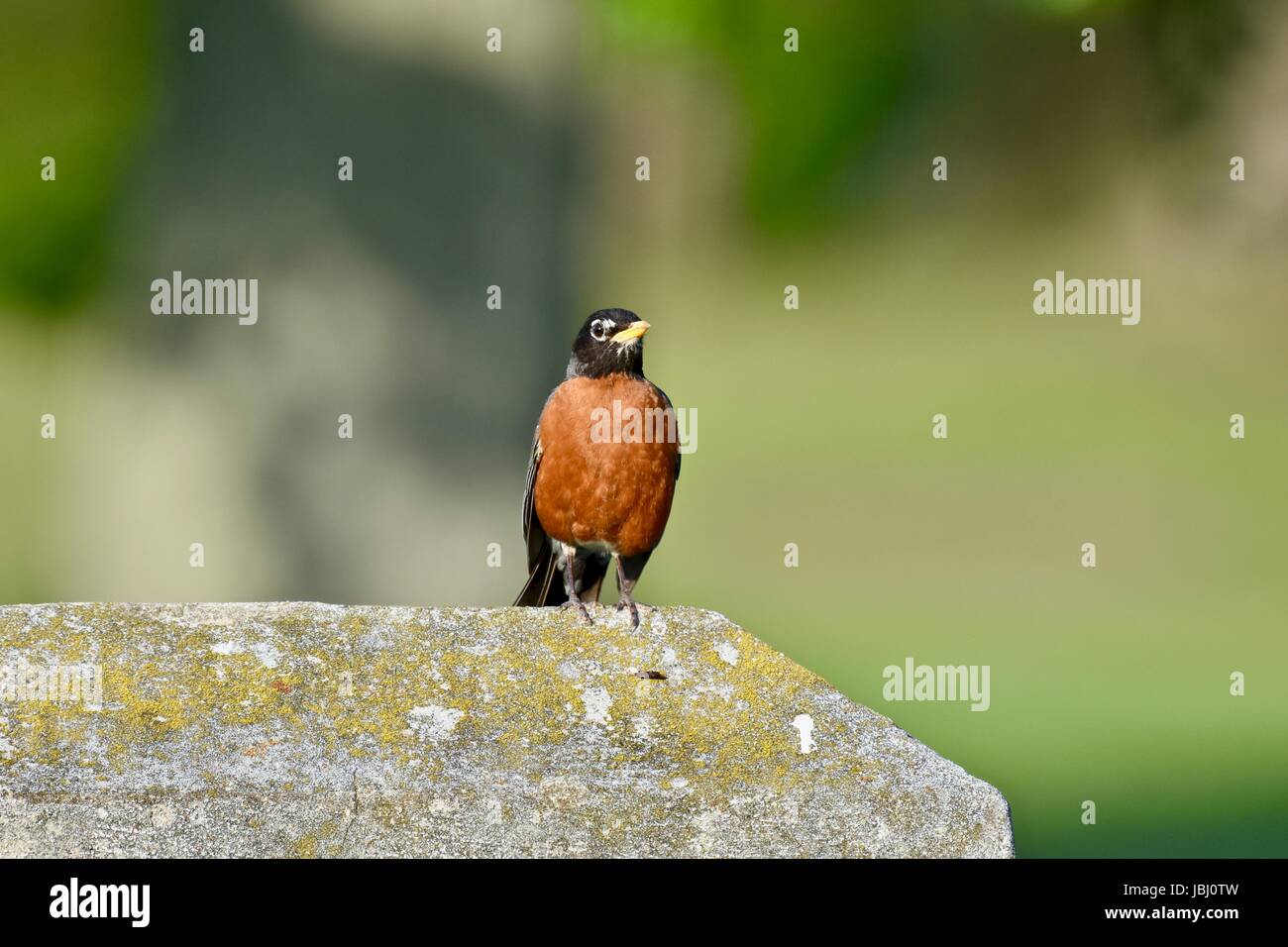 Robin bird (Turdus migratorius) arroccato su una grande roccia Foto Stock