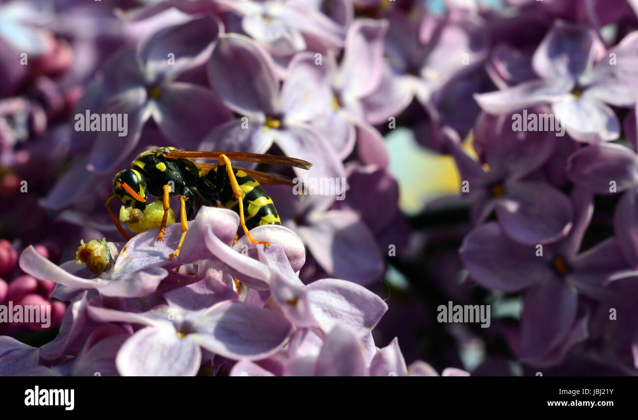 Raccogliere il polline wasp Foto Stock
