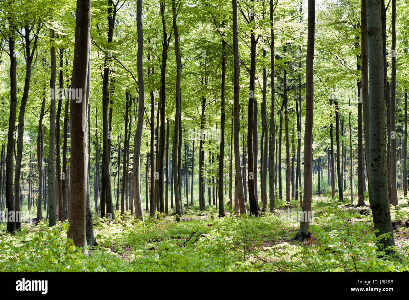 Giornata di sole nella stagione primaverile in una foresta Foto Stock