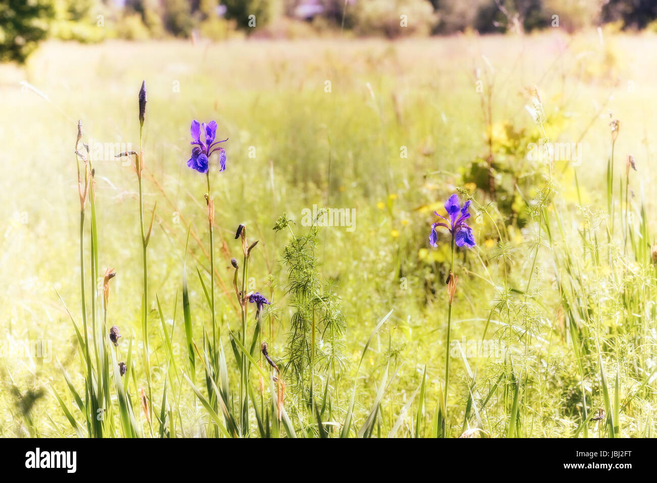 Iris sibirica, comunemente noto come iris siberiano o bandiera siberiana, crescendo nel prato vicino al fiume Dnieper a Kiev, Ucraina, sotto il soft mor Foto Stock