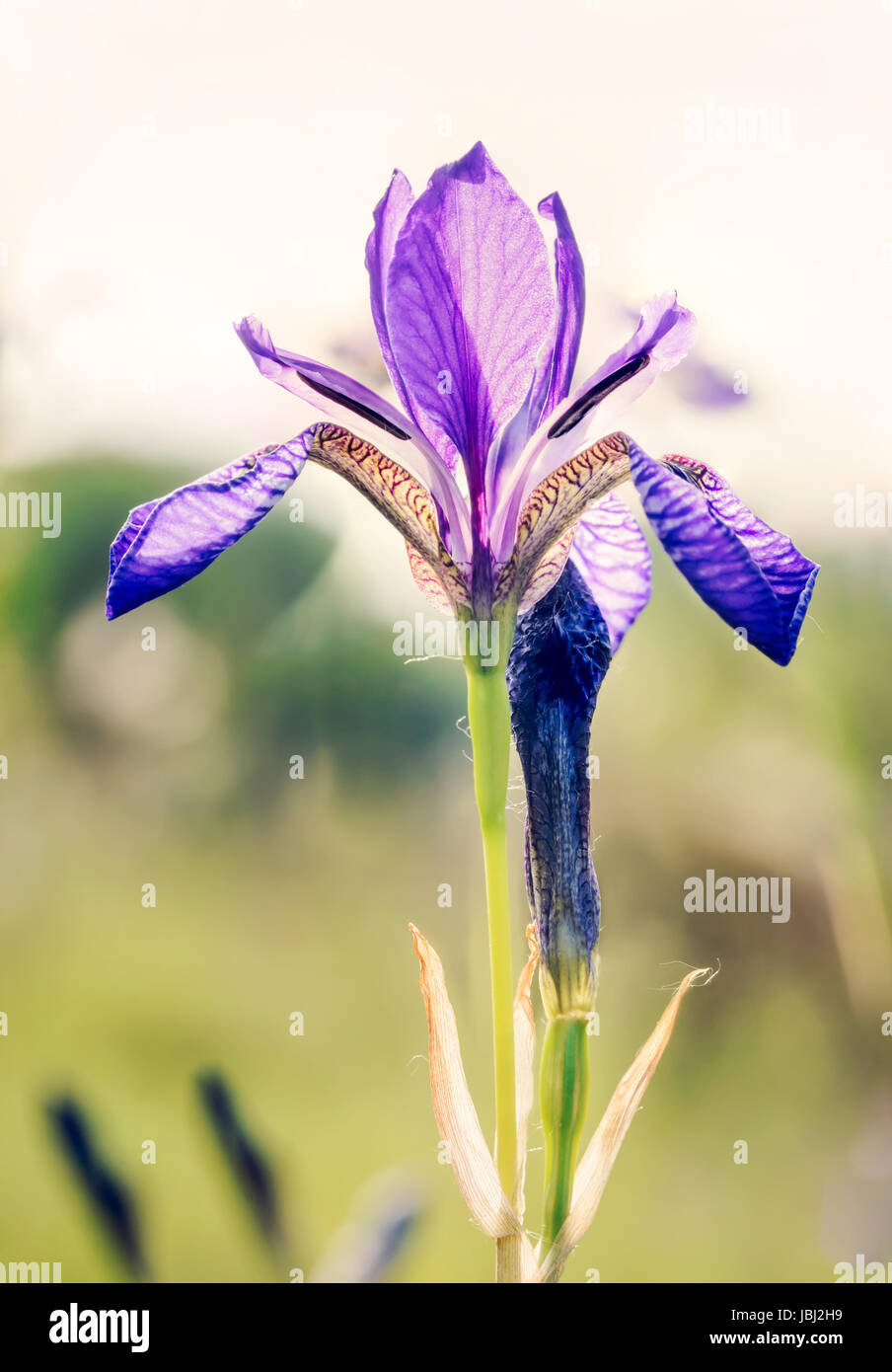Iris sibirica, comunemente noto come iris siberiano o bandiera siberiana, crescendo nel prato vicino al fiume Dnieper a Kiev, Ucraina, sotto il soft mor Foto Stock