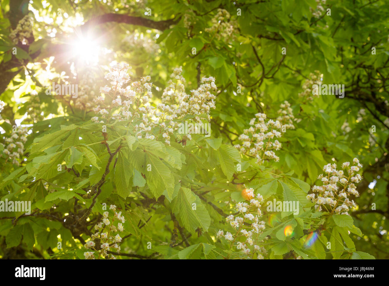 Blühende Rosskastanie mit Sonne Foto Stock