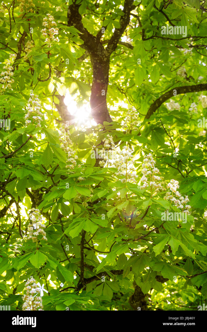 Blühende Rosskastanie mit Sonne Foto Stock