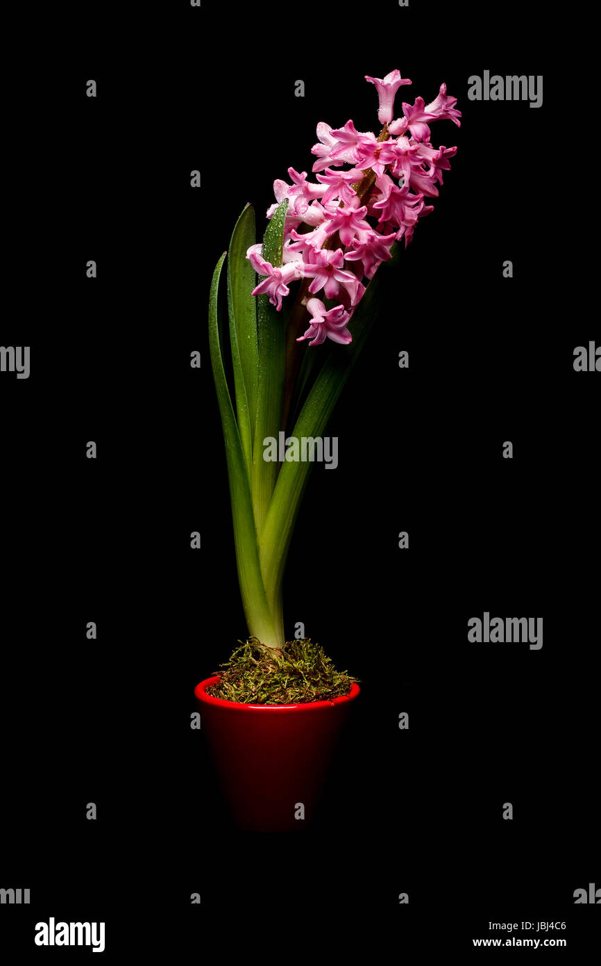 Giacinto di rosa fiori in vaso rosso su sfondo nero Foto Stock
