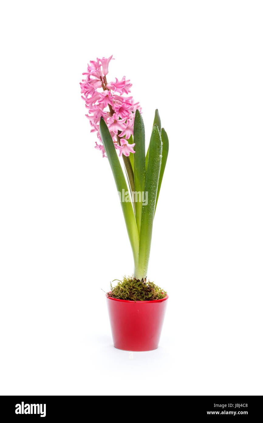 Giacinto di rosa fiori in vaso rosso isolato su sfondo bianco Foto Stock
