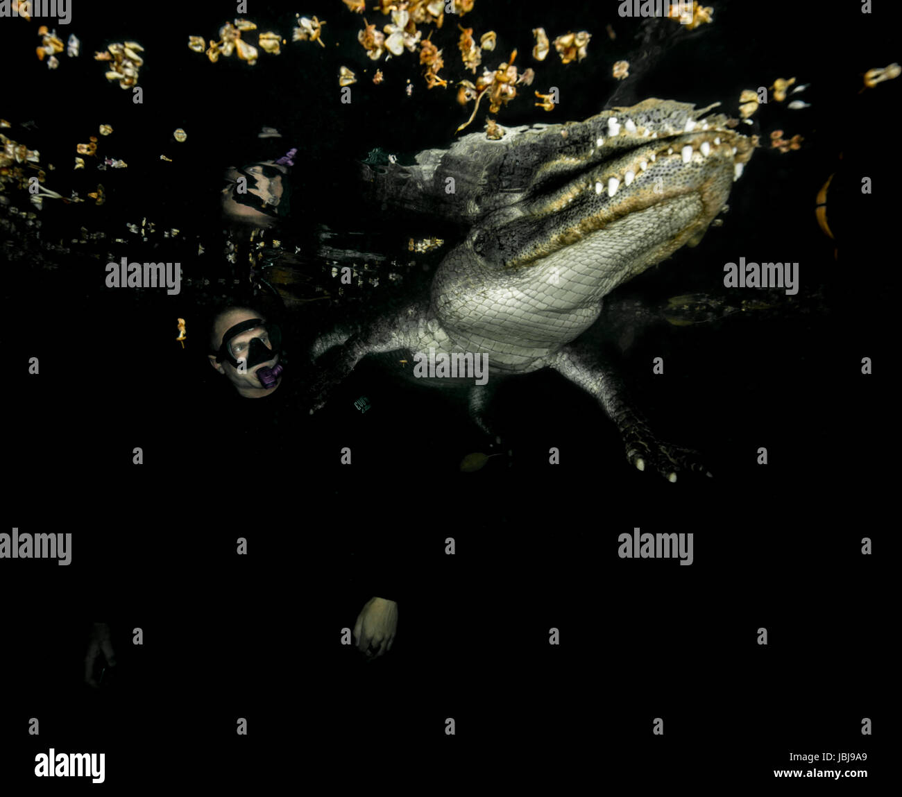 Persona in acqua con un coccodrillo americano di notte con il coccodrillo in acque di superficie Foto Stock