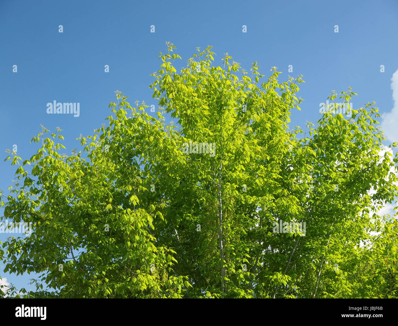Effetto del filtro di polarizzazione sugli alberi e cielo per migliorare l'aspetto del paesaggio - il cielo è più blu e le foglie sono ecologici Foto Stock