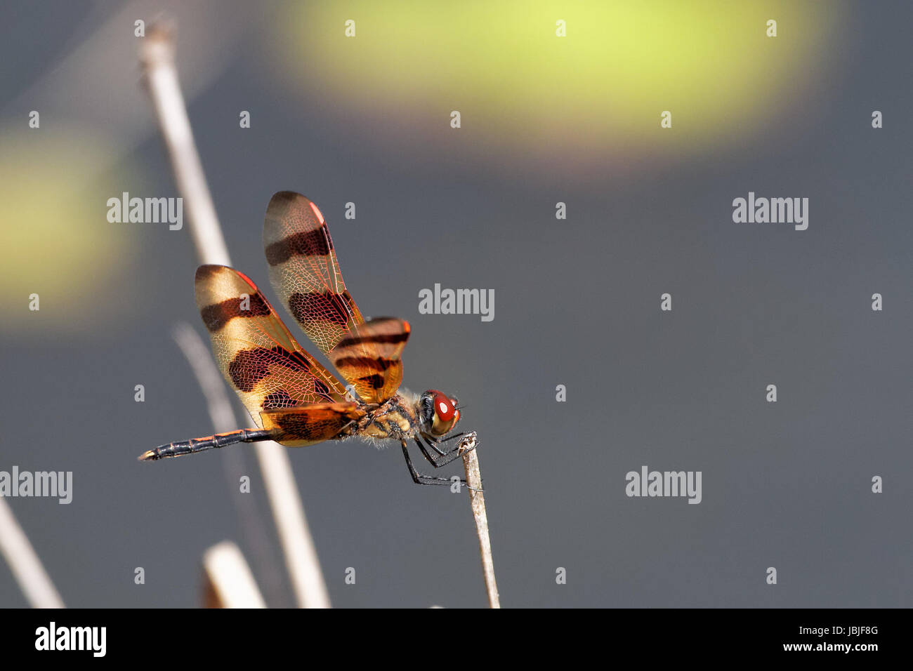 Eponina Celithemis Foto Stock