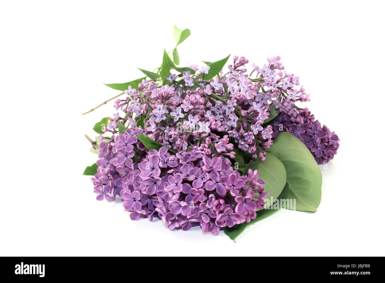 Ein Strauss lila Fliederblüten vor hellem Hintergrund Foto Stock