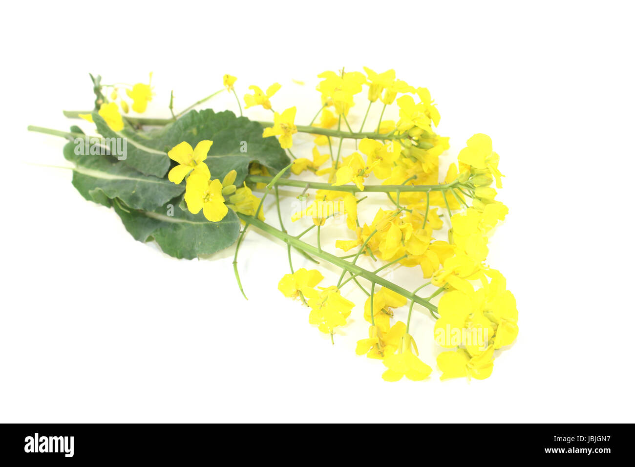 Frische gelbe Rapsblüten vor hellem Hintergrund Foto Stock