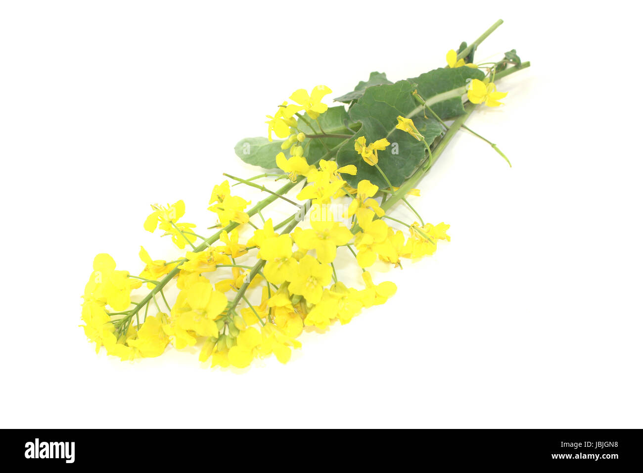 Gelbe Rapsblüten vor hellem Hintergrund Foto Stock