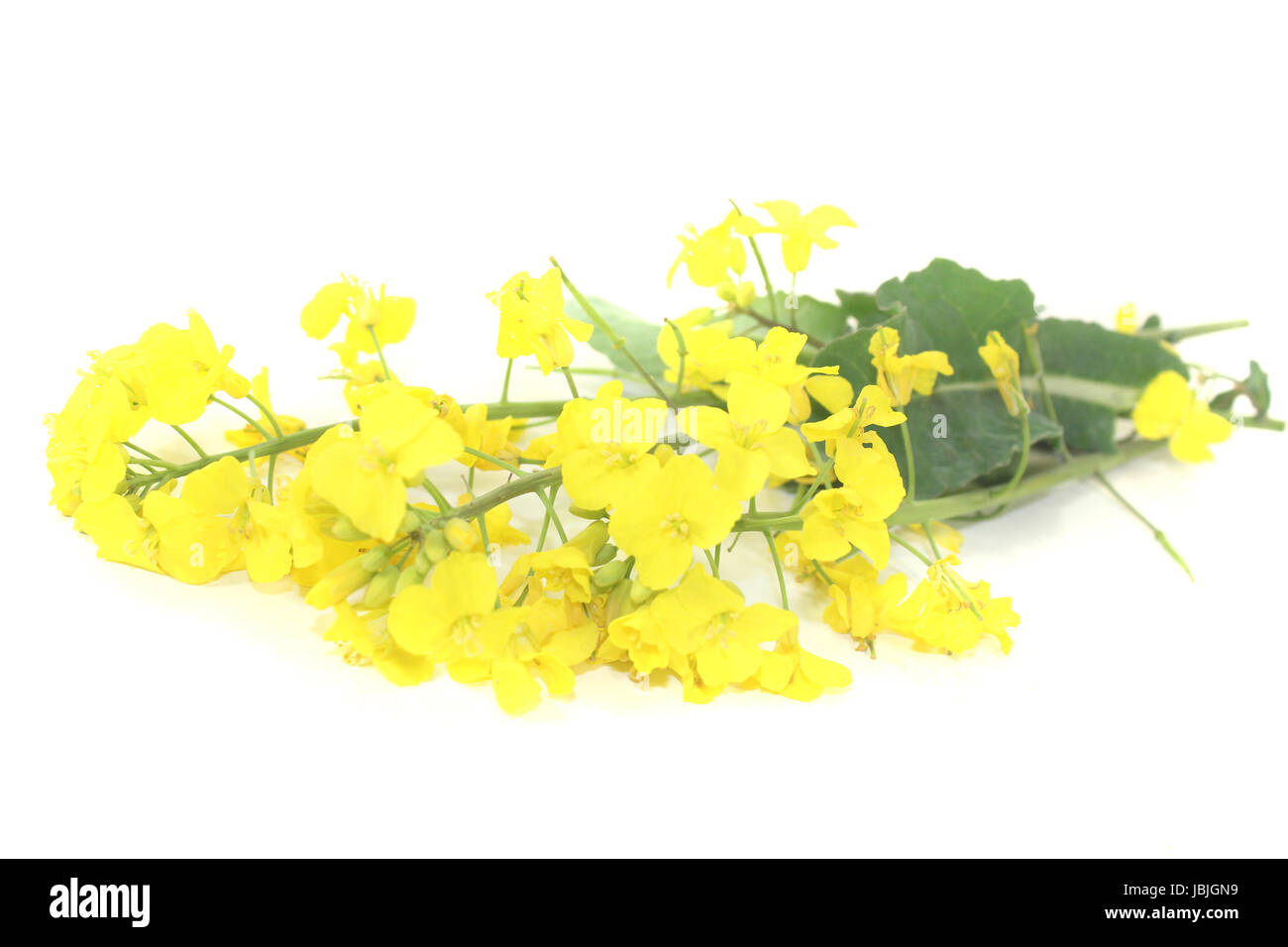 Frische Rapsblüten vor hellem Hintergrund Foto Stock