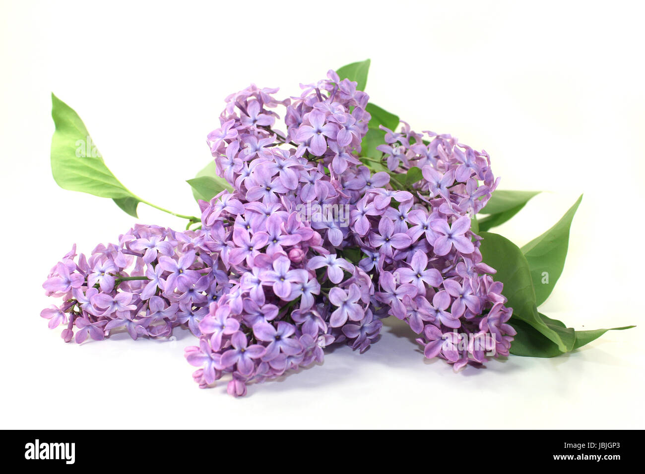 Lila Fliederblüten vor weißem Hintergrund Foto Stock