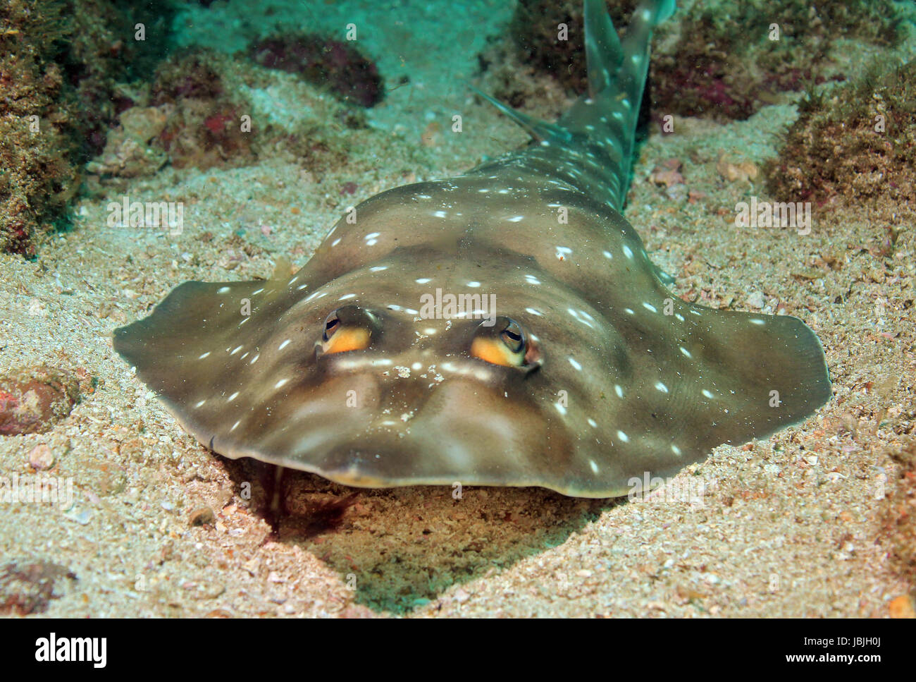 Gorgona Guitarfish (Rhinobatos Prahli), Isole Catalina, Costa Rica Foto Stock